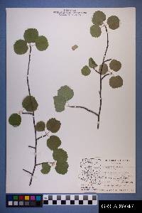 Amelanchier utahensis image